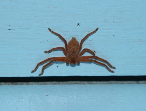Neosparassus diana